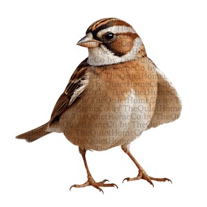 31 mus png-clipartset | Realistische aquarel mussen met transparante achtergrond | Rustieke vogelillustratiebundel | Set #112