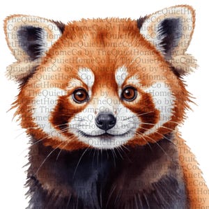 17 Red Panda Clipart PNG | Watercolor Cute Red Pandas for Nursery Wall Art, Sublimation, Stickers & Jungle Animal Crafts | Set #446