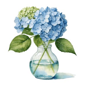 19 Blue Hydrangea Watercolor Clipart Set, Hand-Painted Floral PNG Flowers in Vase with Transparent Background Sublimation & Craft | Set #535