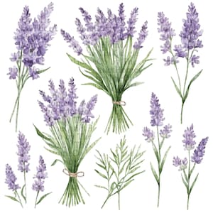 20 Watercolor Lavender Clipart Bundle | 20 PNG Purple Herb Flower Illustrations for Wedding Invitations, Labels and Rustic Art | Set #236