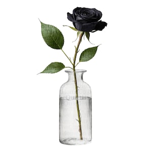 18 Elegant Black Rose Clipart Set, Hand-Painted Dark Floral PNGs with Transparent Background for Gothic Art & Digital Crafts | Set #528