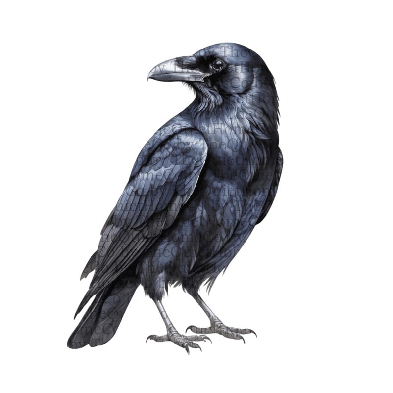 May include: A detailed illustration of a raven in shades of black and gray, standing on a white background. The bird is depicted with intricate feather details and a sharp beak, showcasing a realistic artistic style.