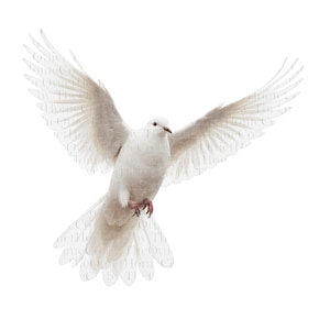 Puede incluir: Una paloma blanca con las alas extendidas, capturada en pleno vuelo sobre un fondo blanco limpio. Las plumas del ave están detalladas, y su envergadura se muestra por completo, mostrando su forma elegante. Se ven el pico y las patas de la paloma.