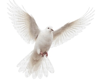 20 White Dove Clipart PNGs | Flying Bird Illustrations (Digital Download) | Set #564