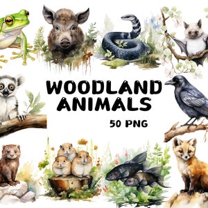 50 animaux des bois aquarelles, renard, cerf, écureuil, hibou, lapin, hérisson, illustrations, téléchargement immédiat pour usage commercial