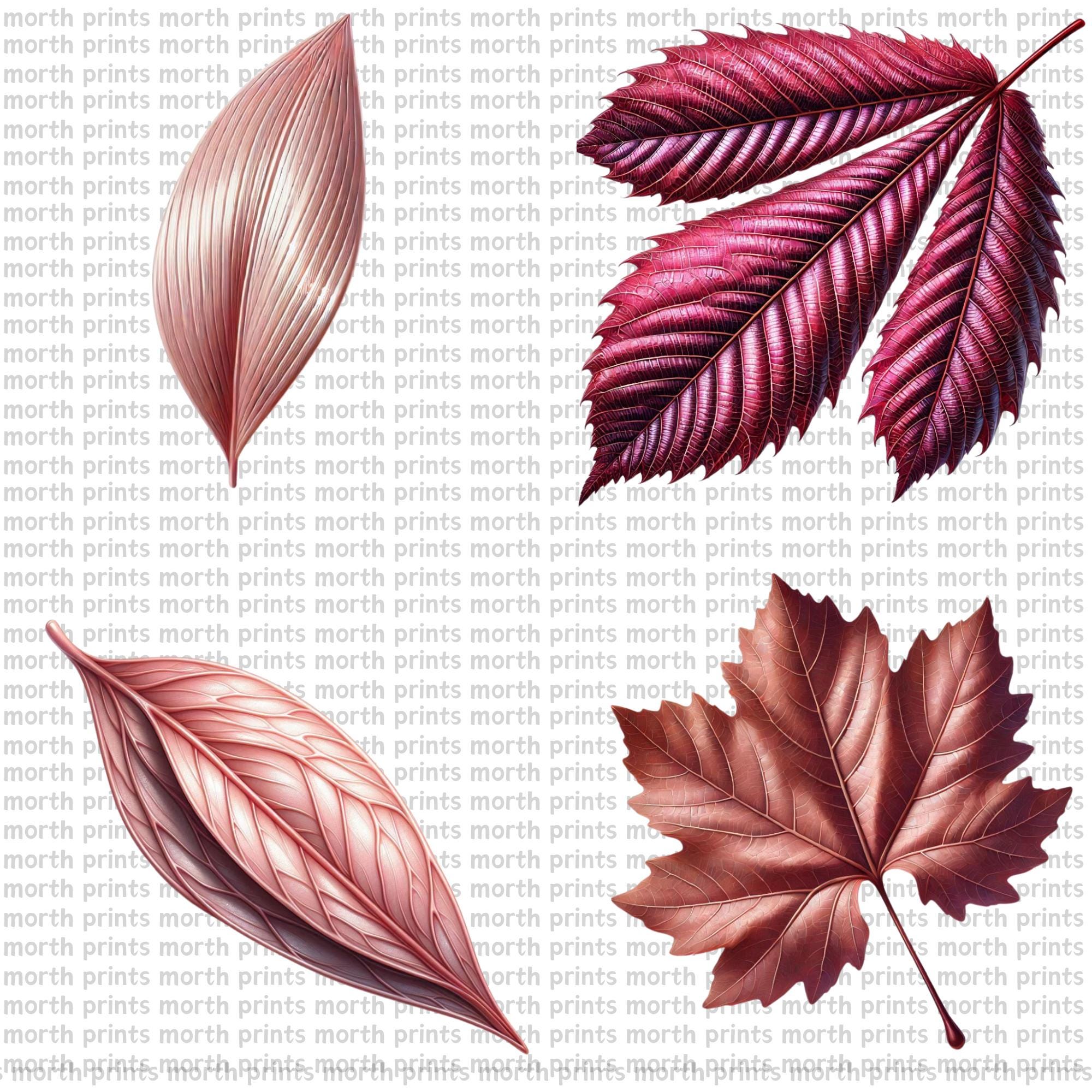 Pink Leaf Clipart PNG, Soft Watercolor Botanical Illustrations for ...