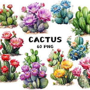 Puede incluir: Ilustraciones en acuarela de varios cactus con flores vibrantes en tonos de rojo, rosa, morado, azul y amarillo. La imagen incluye la palabra "CACTUS" y el texto "60 PNG".
