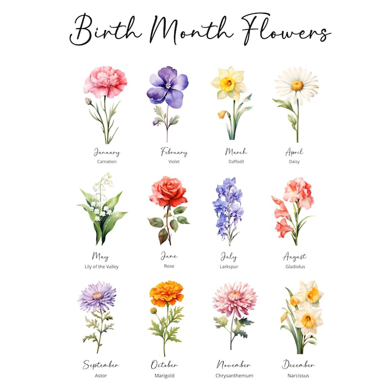 May include: A floral chart featuring watercolor illustrations of birth month flowers. The image includes the names of the months and their corresponding flowers, such as Carnation for January and Daisy for April. The text "Birth Month Flowers" is at the top.