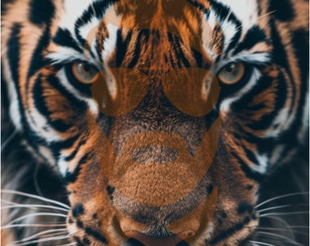 Paquete de fondos de pantalla digitales para teléfono Grandes felinos