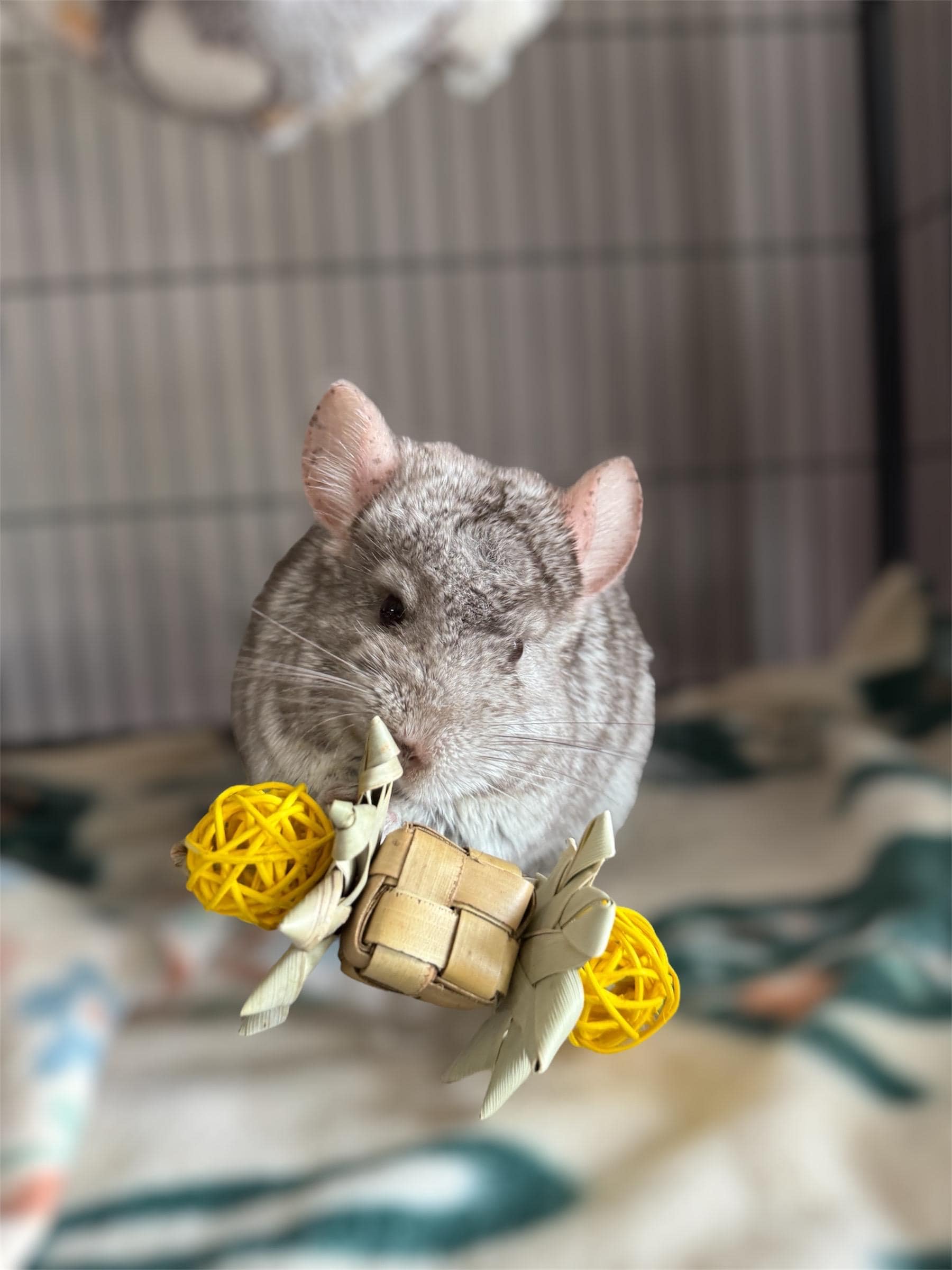 Buy Purple Chinchilla Online In India India