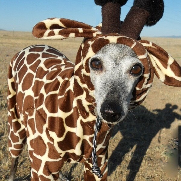 Hatz4brats' Tiny Giraffe Halloween Pet Costume- MEDIUM (10-15 lbs)  - HURRY // Last day to order for Halloween is 10-15 //