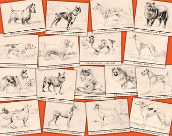 May include: A collection of vintage dog breed illustrations on individual cards, arranged against an orange background. Breeds include Scottish Terrier, Boston Bull Terrier, German Shepherd, Chow Chow, Pointer, Sealyham Terrier, Cocker Spaniel, Whippet, Collie, French Bulldog, and others.