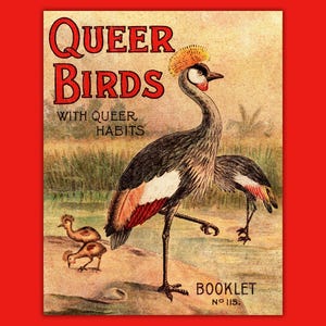Queer Birds Grey Crowned Crane Vintage Antique Illustration Printable Wall Art Instant Digital Download