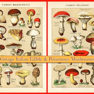 Illustrations anciennes vintage champignons toxiques et comestibles champignons italiens art mural cartes postales imprimable téléchargement numérique instantané
