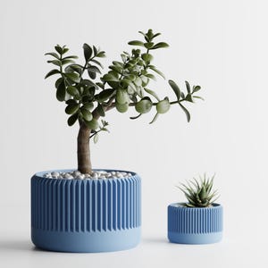 May include: Two blue planters with green plants. The larger planter holds a small tree with a brown trunk and green leaves, and the smaller planter holds a succulent. Both planters have a ribbed design.