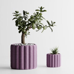 May include: Two purple ribbed planters, one large and one small, each holding a different succulent plant. The larger planter contains a jade plant with a brown trunk and green leaves. The smaller planter has a spiky succulent.