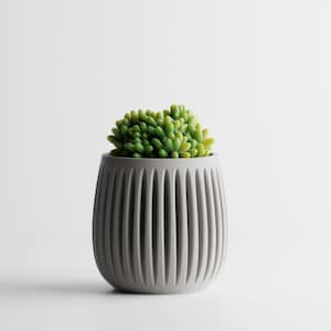 May include: A gray, ribbed ceramic planter holds a vibrant green succulent. The pot has a rounded shape with vertical grooves, creating a textured surface. The plant's clustered leaves add a pop of color against the neutral pot.