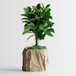 Puede incluir: Una pequeña planta verde y frondosa en una maceta de papel marrón claro texturizado. La planta tiene un tronco delgado y hojas verdes vibrantes. La maceta tiene un aspecto arrugado, lo que añade un toque único a la planta de interior.