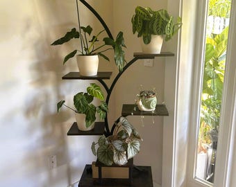 May include: A black metal plant stand with multiple shelves, holding various potted plants with green foliage. The stand has a unique, curved design and is placed in a corner near a window.