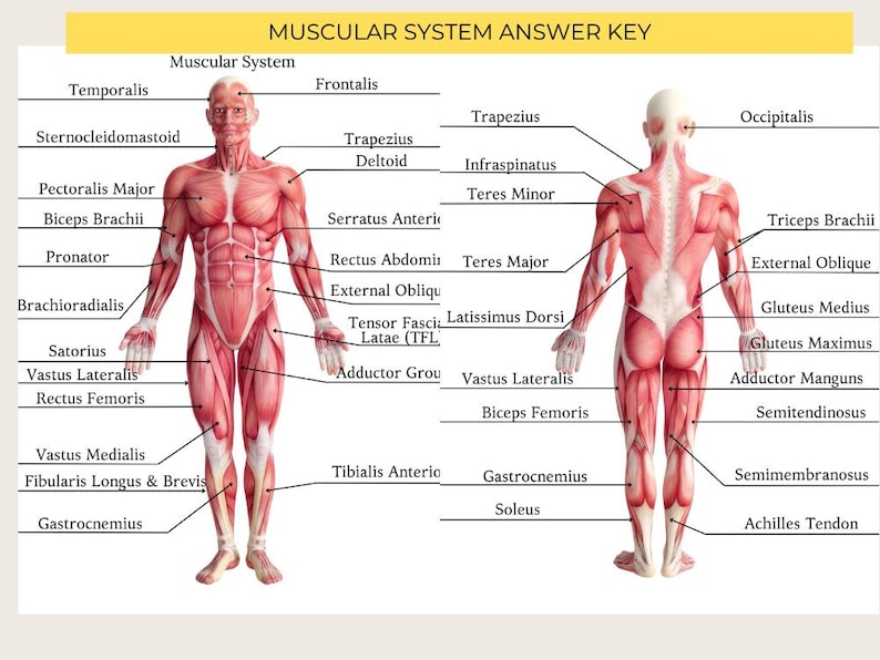 Yoga Anatomy Study Worksheets | Muscular & Skeletal System | Yoga ...