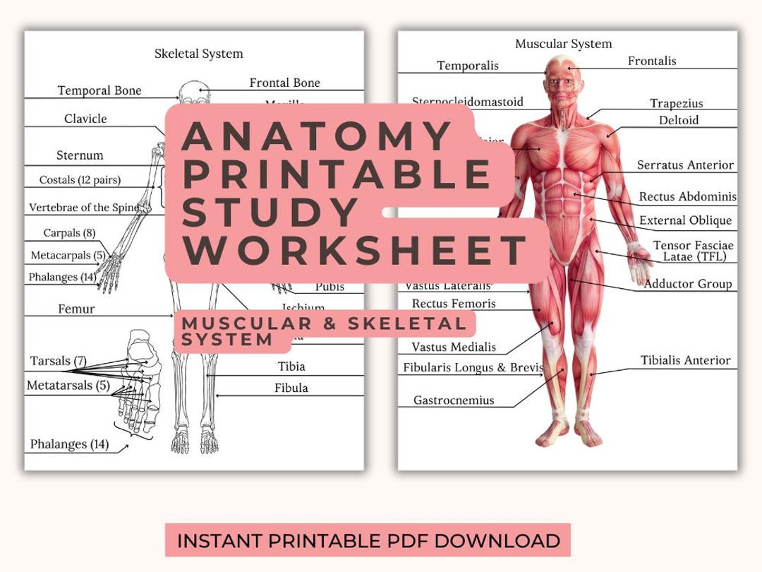 Yoga Anatomy Study Worksheets | Muscular & Skeletal System | Yoga