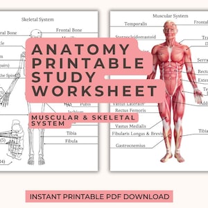 Könnte beinhalten: Anatomisches Arbeitsblatt zum Ausdrucken mit einem schwarz-weißen Skelettsystem-Diagramm auf der linken Seite und einem farbigen Muskelsystem-Diagramm auf der rechten Seite. Beide Diagramme enthalten detaillierte Beschriftungen für Knochen und Muskeln.