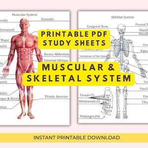 Anatomy Study Worksheets, Muscular & Skeletal System (PDF Download)