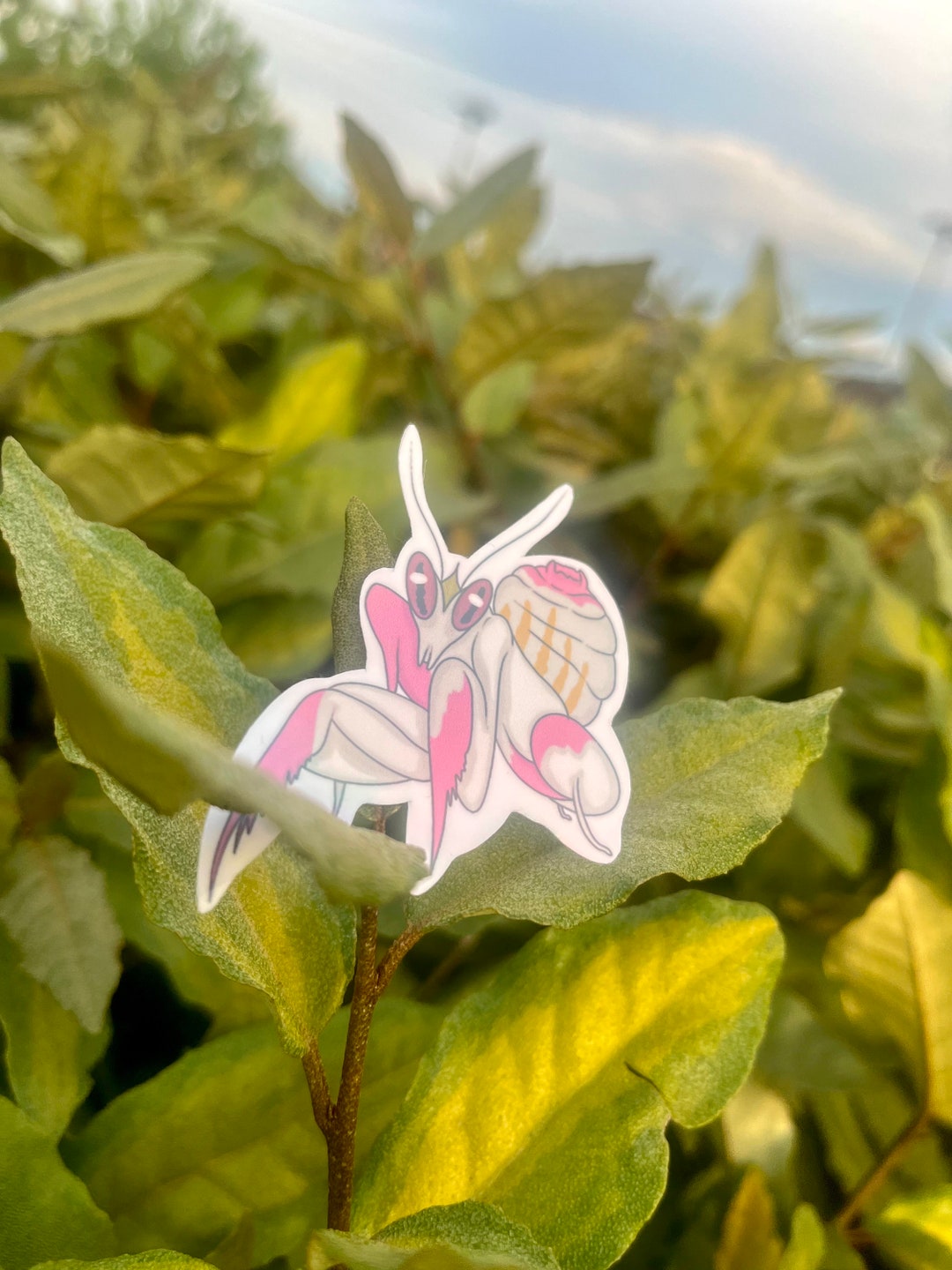 Orchid Praying Mantis Sticker Orchid Mantis Hymenopus Coronatus - Etsy