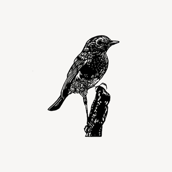 Robin Wood Engraving Print: Limited Edition Bird Art by Fiona Hamilton