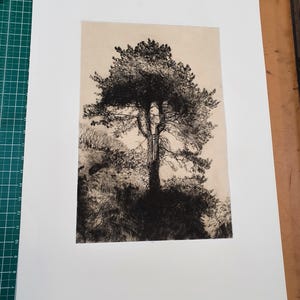 Op de afbeelding: Een zwart-wit ets van een hoge dennenboom met een volle kruin, tegen een lichte achtergrond. De stam van de boom is zichtbaar en de omgeving heeft gedetailleerd gebladerte. Het kunstwerk is op wit papier gemonteerd.