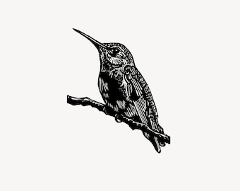 Anna's Hummingbird wood engraving art print, handprinted original limited edition woodcut by Fiona Hamilton