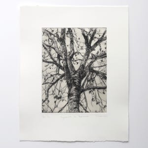 May include: Monochrome print of a tree in autumn. The artwork shows the tree's trunk and branches, with some leaves. The title "Sycamore in Autumn" is written below the image, along with the artist's signature and edition number.