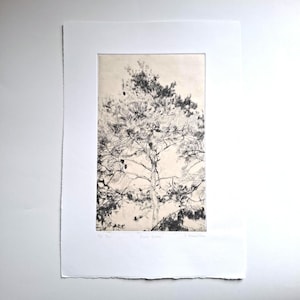 Pine Crown V/E 4/20 Incisione a puntasecca con Chine Collé, edizione variabile, stampa d'arte originale in calcografia di un albero, monocromatica, bianco e nero