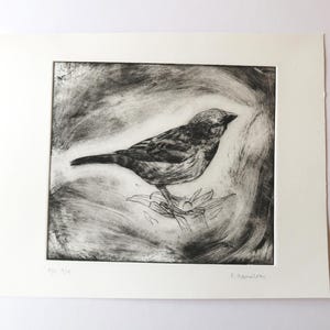 Sparrow Drypoint Etching: Limited Edition Bird Print by Fiona Hamilton