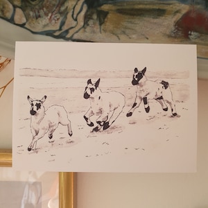 Agneau au gaélique écossais | Carte postale