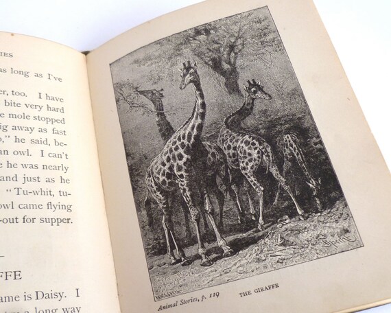 Animal Stories For Little People Vintage Book Childrens Book Illustrated 5 X 7 192 Pages African Animals Jungle Lions Tigers - 