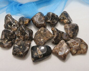 Turritella Tumbled Healing Stone Healing Crystal Heart Chakra lot b