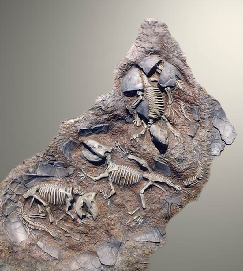 paleontologist-the-perfect-find-etsy