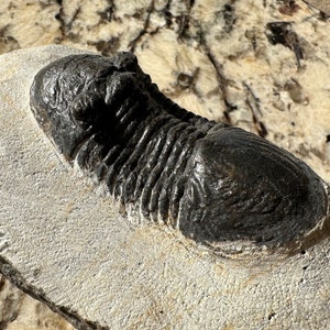 Fossil Trilobite Drotops Megalomanicus  - Big Top Quality Display Specimen FREE SHIPPING!