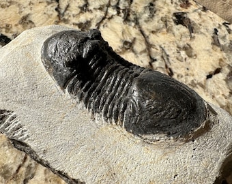 Fossil Trilobite Drotops Megalomanicus  - Big Top Quality Display Specimen FREE SHIPPING!