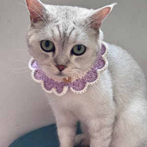 May include: A silver tabby cat wearing a handmade crochet collar. The collar is lavender with a scalloped edge and white trim. The cat has green eyes and is sitting on a teal surface.