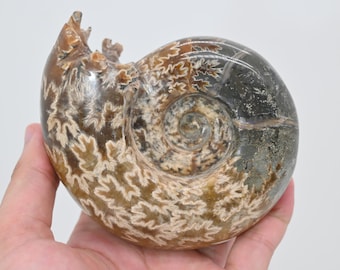 0.9ポンド天然アンモナイト化石、クリスタルアンモナイト