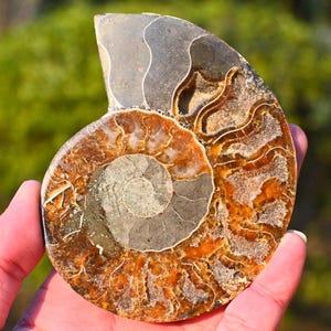 0,2 kg natürliches Ammonit Fossil, Ammonit Sammlerstück, Wohnkultur, Ammonit Geschenk, Heilung Kristall, Spiralmuschel Fossil, Kristall Decor