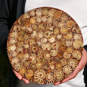24 CM Natürliche Ammonit Fossilienscheibe, Muschel Dekor, Wohnkultur, Ammonit Ornament, Ammonit Fossil, Muschel Fossil