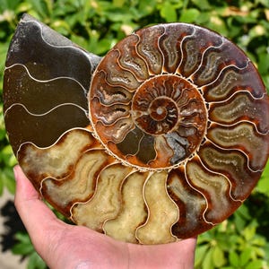 1.71Lb Natural Ammonite Fossils,Crystal Ammonite,Ammonite Home Decor,Ammonite Conch,Reiki Healing,Ammonite Statue,Ammonite Specimen ZL2174