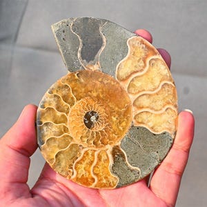 Ein Paar natürliches Ammonit Fossil, Ammonit Sammlerstück, Wohnkultur, Ammonit Geschenk, Heilung Kristall, Spiralmuschel Fossil, Kristall Decor