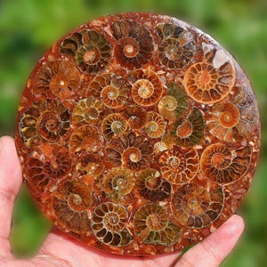 11 CM Natürliche Ammonit Fossilienscheibe, Muschel Dekor, Wohnkultur, Ammonit Ornament, Ammonit Fossil + Free Stand