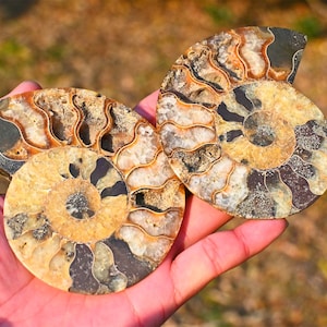 Ein Paar natürliches Ammonit Fossil, Ammonit Sammlerstück, Wohnkultur, Ammonit Geschenk, Heilung Kristall, Spiralmuschel Fossil, Kristall Decor