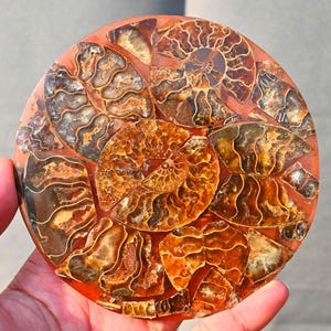 10 CM Ammonit Disk, Ammonit Sammlerstück, Wohnkultur, Ammonit Geschenk, Ammonit Fossil, Heilstein