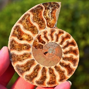 0,15 kg natürliches Ammonit Fossil, Ammonit Sammlerstück, Wohnkultur, Ammonit Geschenk, Heilung Kristall, Spiralmuschel Fossil, Kristall Decor